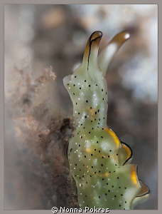 Elysia ornata by Nonna Pokras 
